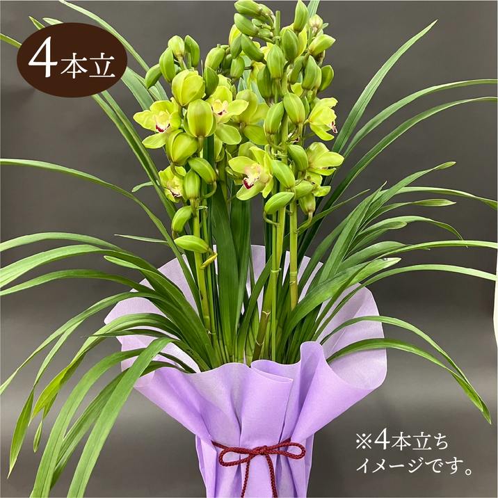 シンビジューム グリーン系 6号 4本立｜洋蘭04-PA | ギフト,胡蝶蘭・洋