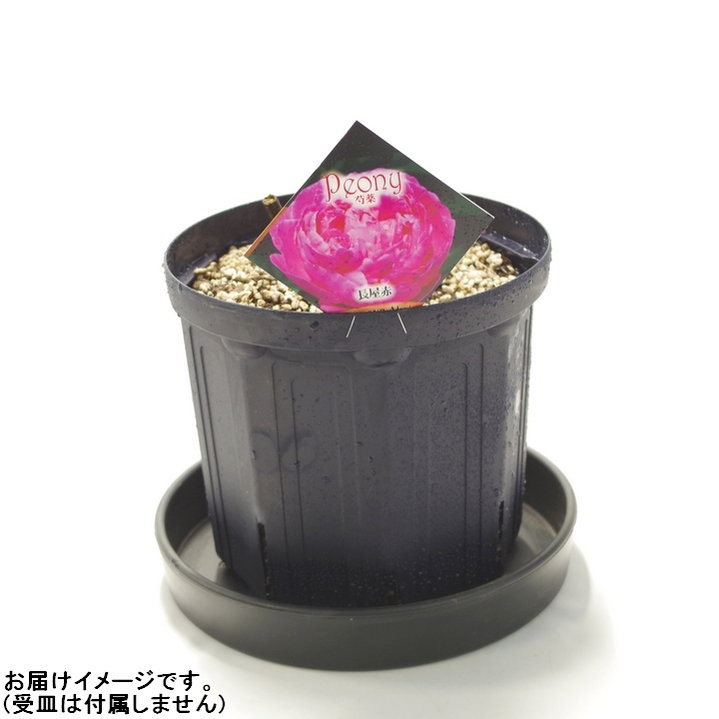 芍薬 シャクヤク 7号 長屋赤｜草花10-TU | 草花,芍薬・牡丹 | 赤塚