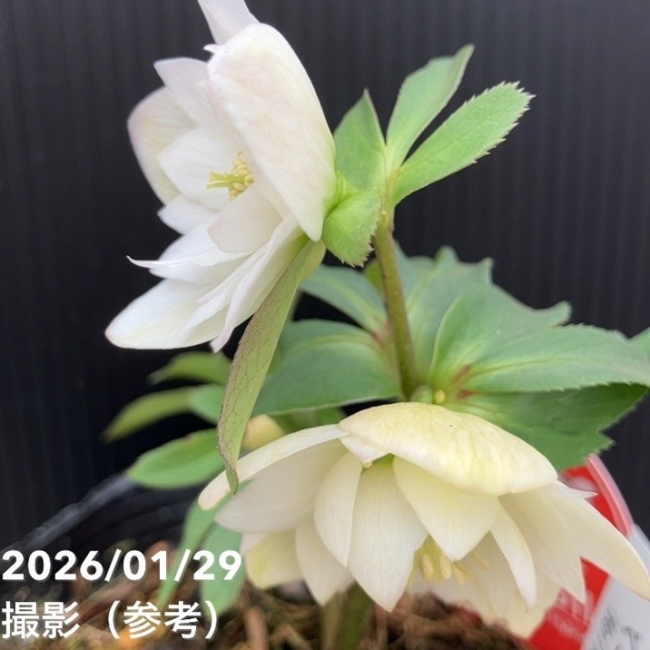 一点物】横山園芸 クリスマスローズ ベビードール（プチドール） 4.5号