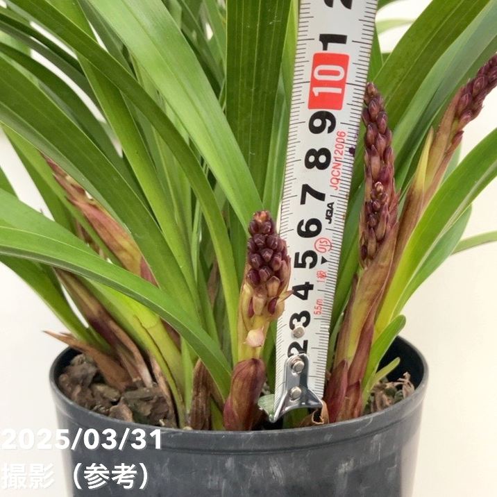 花芽7個以上＞キンリョウヘン 6号大株｜ミツバチ蘭｜洋蘭10-TU | 草花