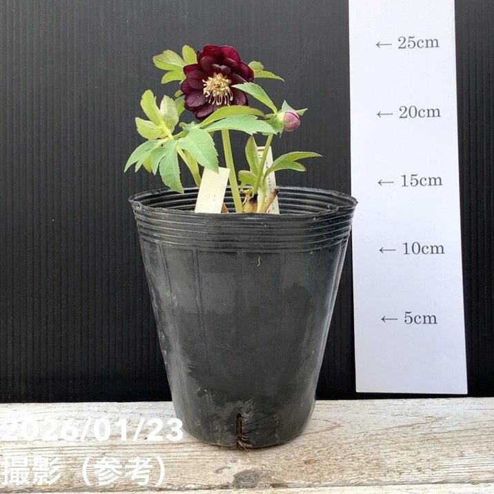 一点物】加藤農園 クリスマスローズ チョコレートゴールド 4.5号（KT36