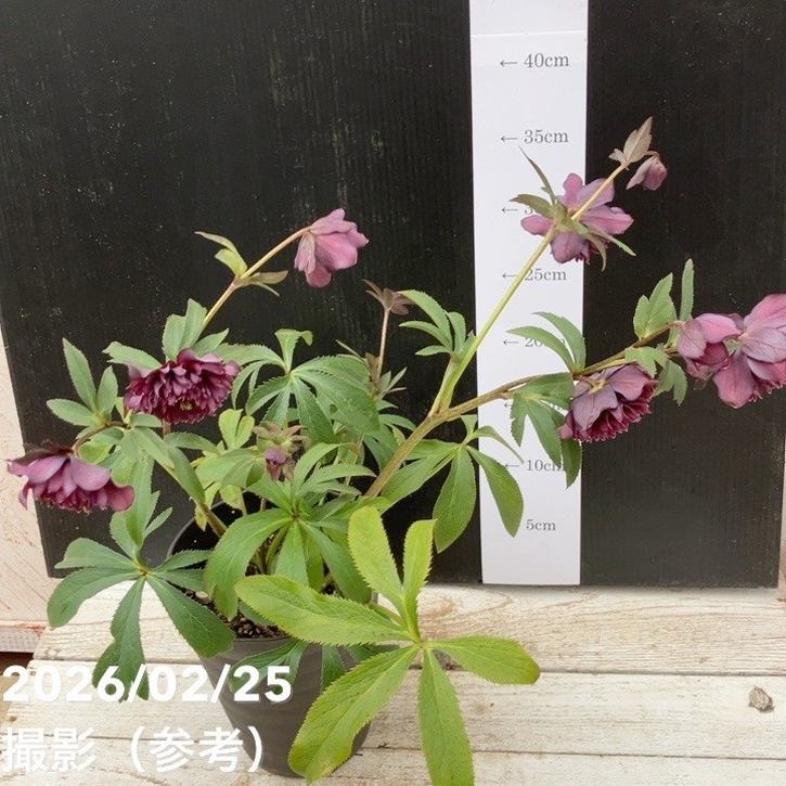 一点物】広瀬園芸 クリスマスローズ 4.5号（HR42）｜山野04-PA | 草花