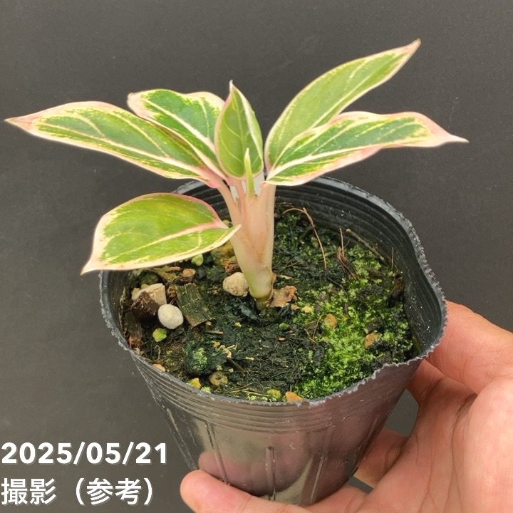 激レア！現品お届け】アグラオネマ 4号 ロータスディライト（2）｜観葉