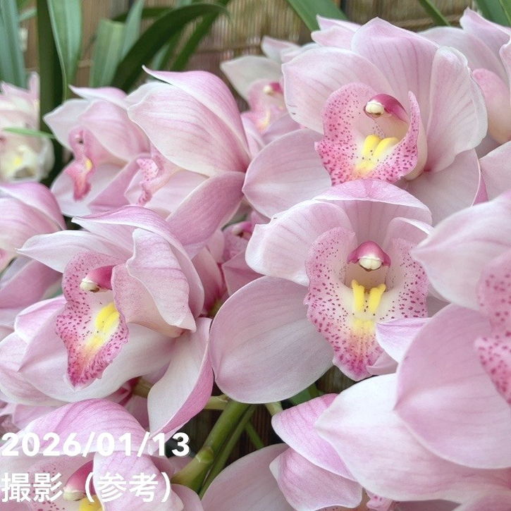 シンビジューム アーチ 7号陶器鉢 4本立 エンザンスプリング イン ザ