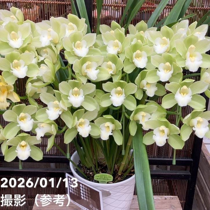 シンビジューム アーチ 7号陶器鉢 4本立 リトルガール スペースシティ