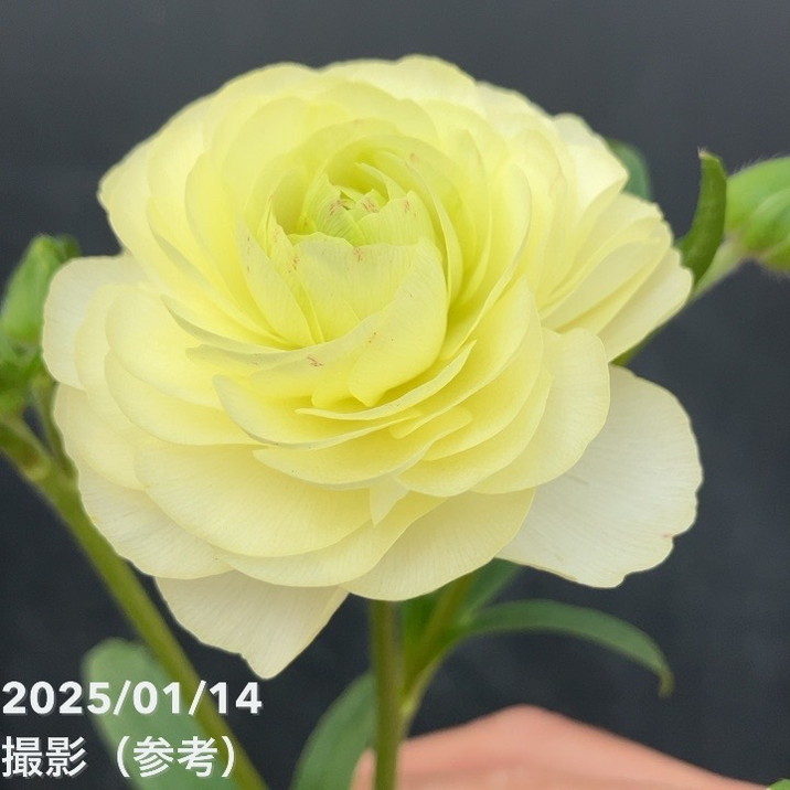 ラナンキュラス ラックスシリーズ 3.5～4号 アフロディーテ｜草花04-PA