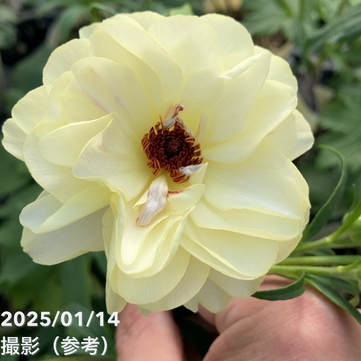 ラナンキュラス ラックスシリーズ 3.5～4号 アフロディーテ｜草花04-PA