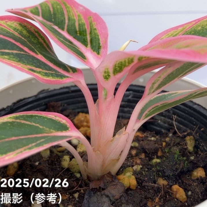 激レア！現品お届け】アグラオネマ 4号 ロータスディライト（3）｜観葉