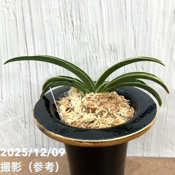 現品お届け】豊明園 万年青 オモト 富貴殿 鶴 黒錦鉢（O36）｜観葉10