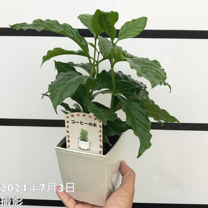 コーヒーの木 4号（3本植え）白プラ鉢 15鉢セット トレー付き｜観葉02