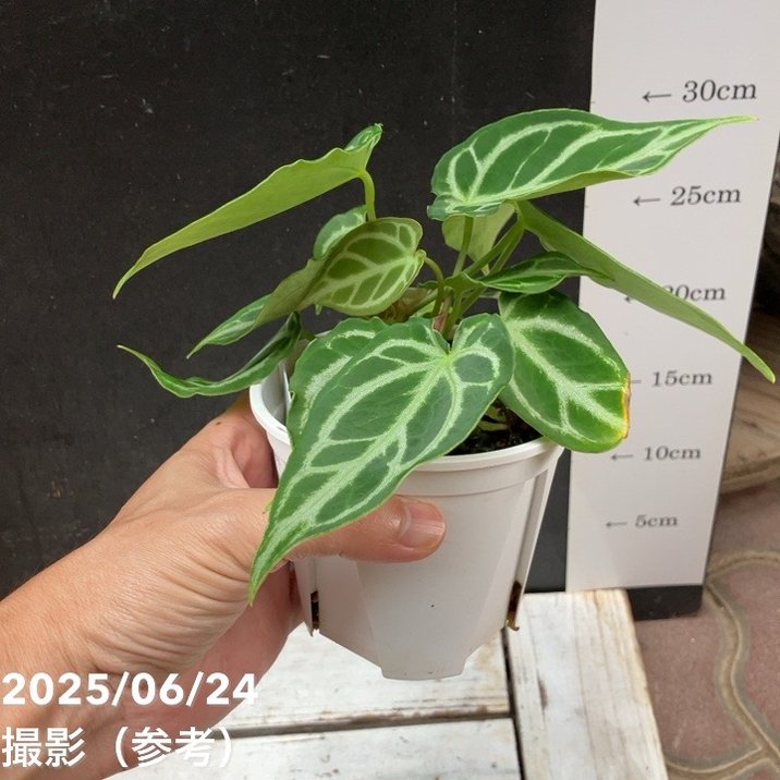 アンスリウム クリスタリナム 3号｜観葉04-PA | 観葉・多肉