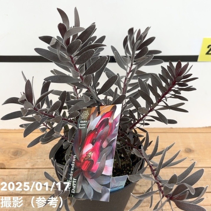 リューカデンドロン デュリフ 5号｜花木10-TU | 花木・庭木 | 赤塚