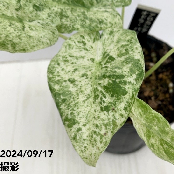 アロカシア バリエガータ バティック 3号ポット｜観葉10-TU | 観葉