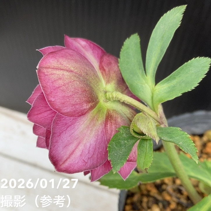 しろくま様ご購入苗㉖-110㉖-127クリスマスローズ しろくま様ご購入苗