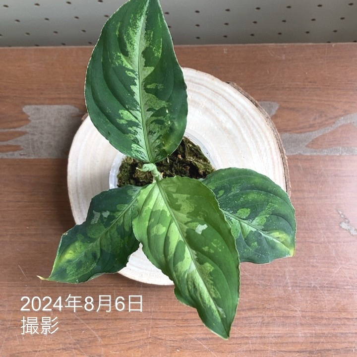 現品お届け】アグラオネマ ピクタムトリカラーワイド Aglaonema pictum