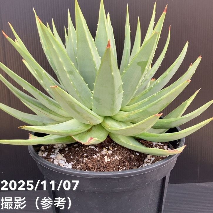 現品お届け】アロエ ポリフィラ Aloe polyphylla 7号（1）｜観葉10-TU