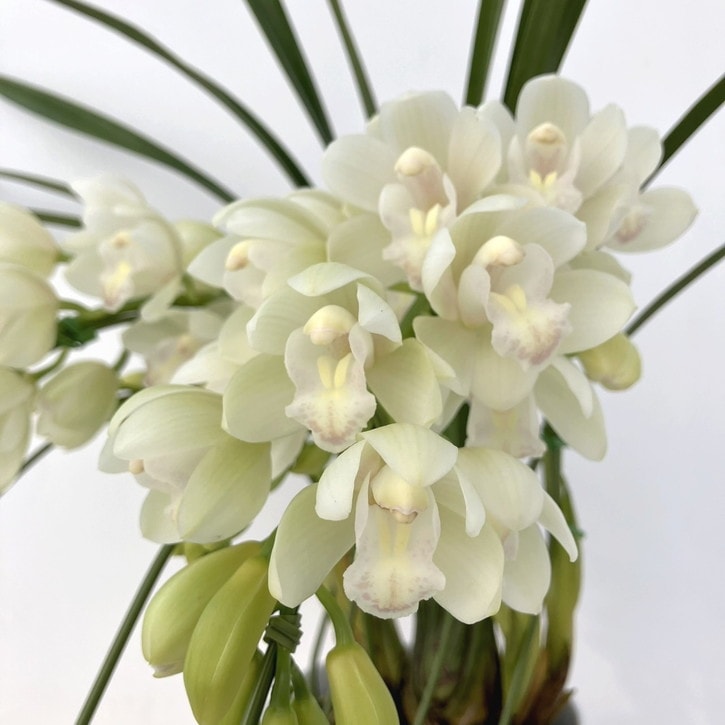 テーブルシンビジューム 白系 3本立アーチ 5号 ※お届けに10日程度