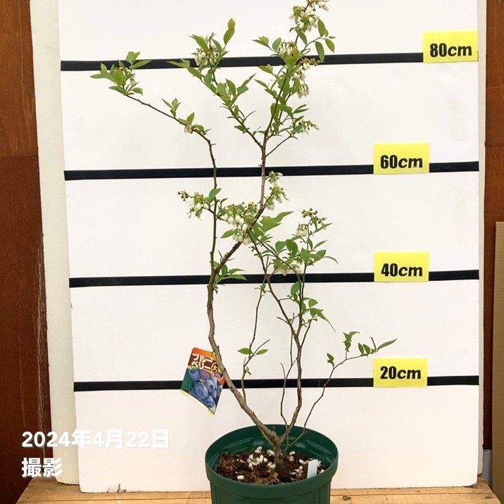 数量限定】ブルーベリー大株 ラビットアイ系 ブライトウェル 7号 3年生