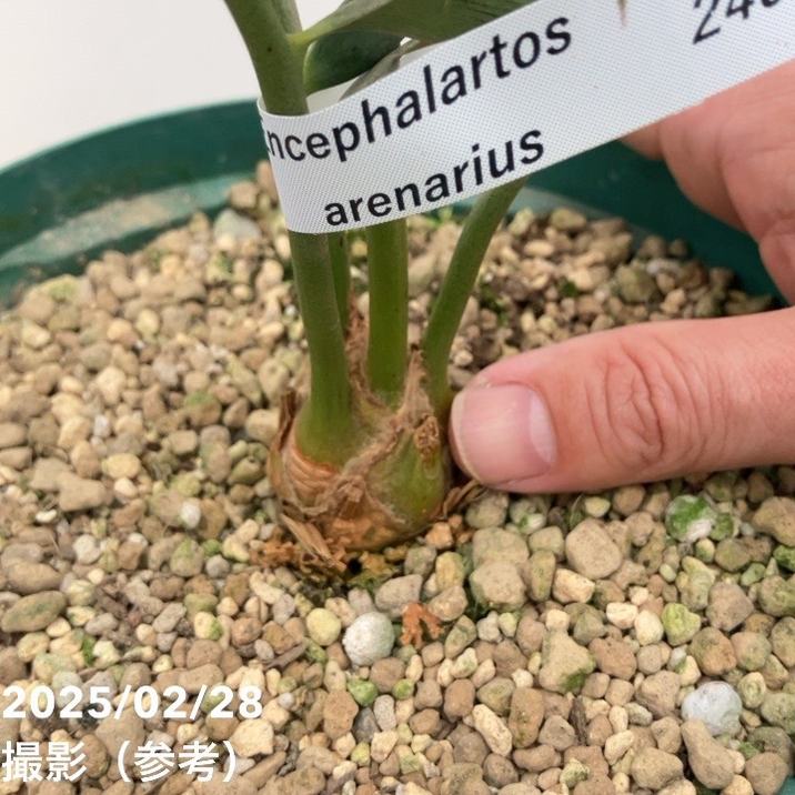 激レア！現品お届け】エンセファラルトス アレナリウス（Enephalartos