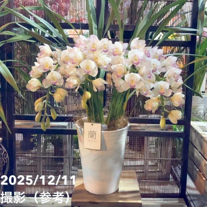 シンビジューム アーチ 7号陶器鉢 4本立 シーサイド プリンセスマサコ