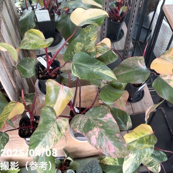 フィロデンドロン ストロベリーシェイク Philodendron cv Strawberry