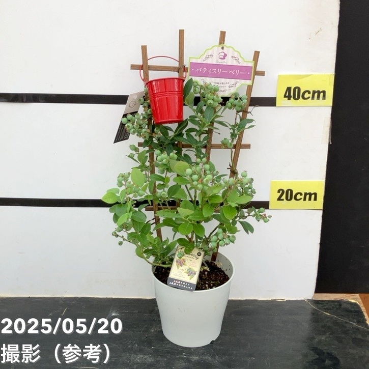 ブルーベリー 5号 2種植え（シャープブルー、ミスティー）｜果樹10-TU