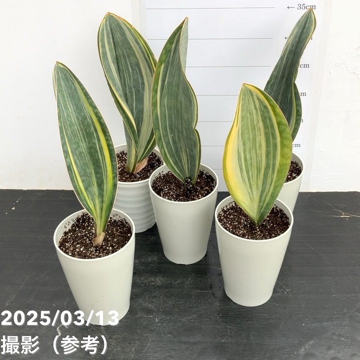 サンスベリア 4号 マッソニアナ バリエガータ 斑入り（1枚葉） プラ鉢