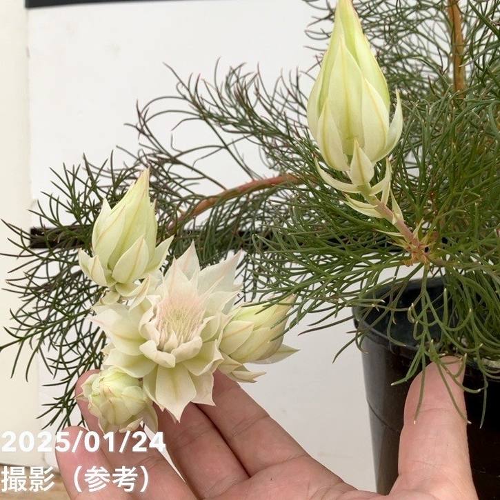 現品お届け】セルリア ブラッシングブライド 7号｜花木10-TU | 花木