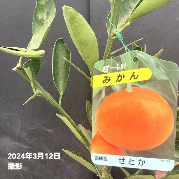 みかん せとか 4号ロングポット 1年生苗 PVP｜柑橘｜果樹04-PA | 果樹