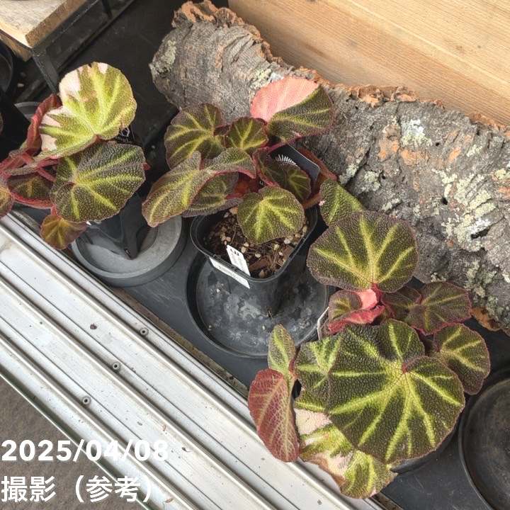 ベゴニア ソリムタータ バリエガータ Begonia soli mutata variegated