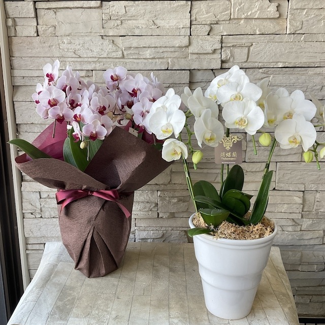 送料込み】【母の日ギフト】胡蝶蘭 選べる2色 6寸鉢 | GIFT,セット