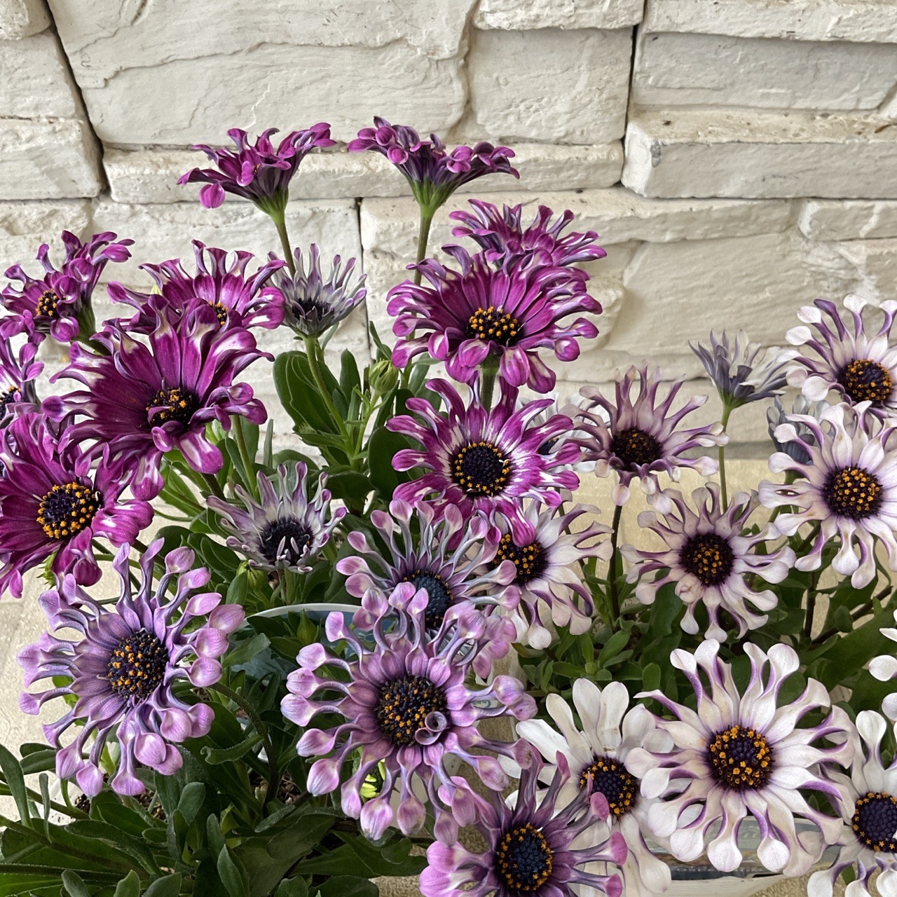 オステオスペルマム マルガリータ スプーン咲き 選べる♪3色 | 鉢花