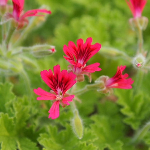 ブルボン・ゼラニウム(ポット苗) | 日野春ハーブガーデン