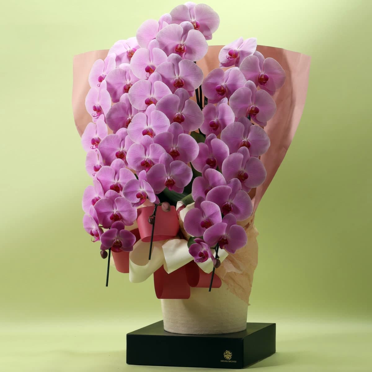 胡蝶蘭 3本立ちピンク39輪以上 [000302]の通販 | ヒカル・オーキッド