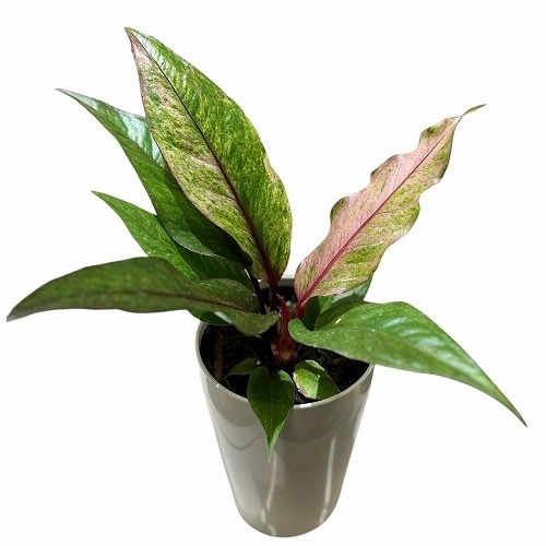 アンスリウム sp. ハイブリッド(斑入り) 4号 タイプA｜芳樹園