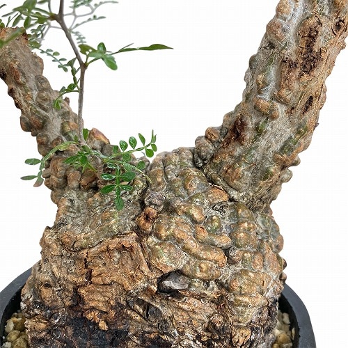 訳あり特価】オペルクリカリア パキプス(Operculicarya pachypus) 4号