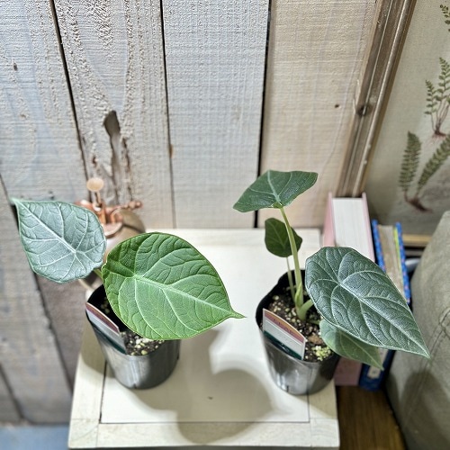 間伸び気味】アロカシア マハラニ 3号(個体おまかせ1鉢)｜芳樹園