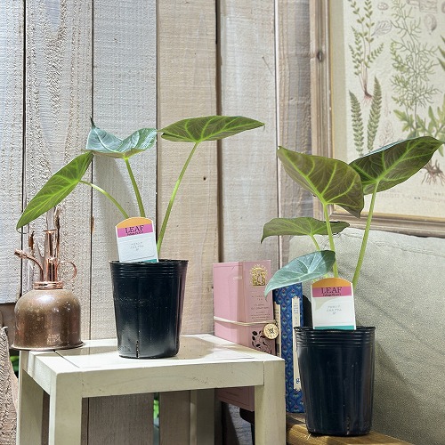 アロカシア スカルプラム sp. 3号(現品)｜芳樹園オンラインショップ