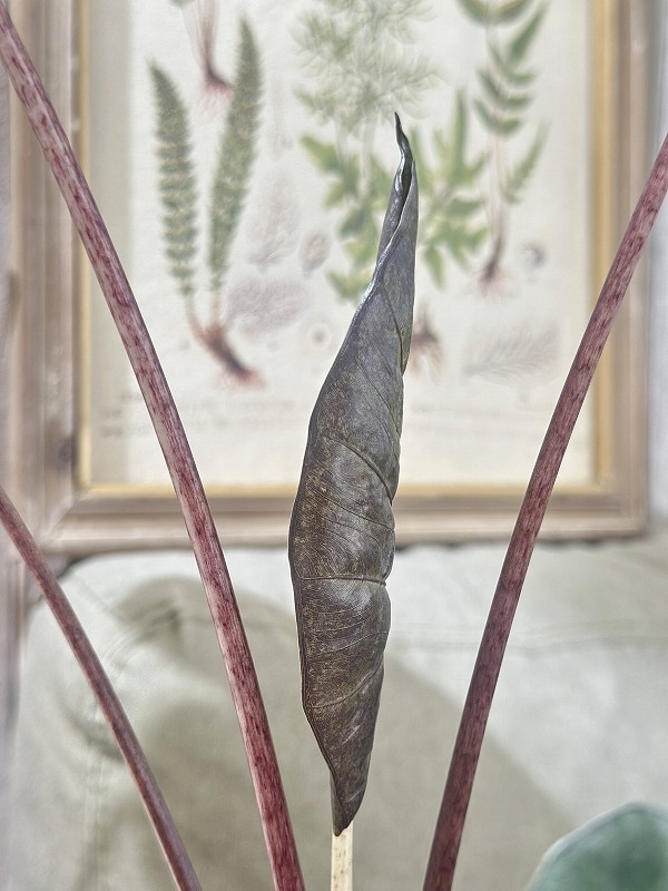 アロカシア ユカタンプリンセス 4号ロング白鉢(個体おまかせ1鉢