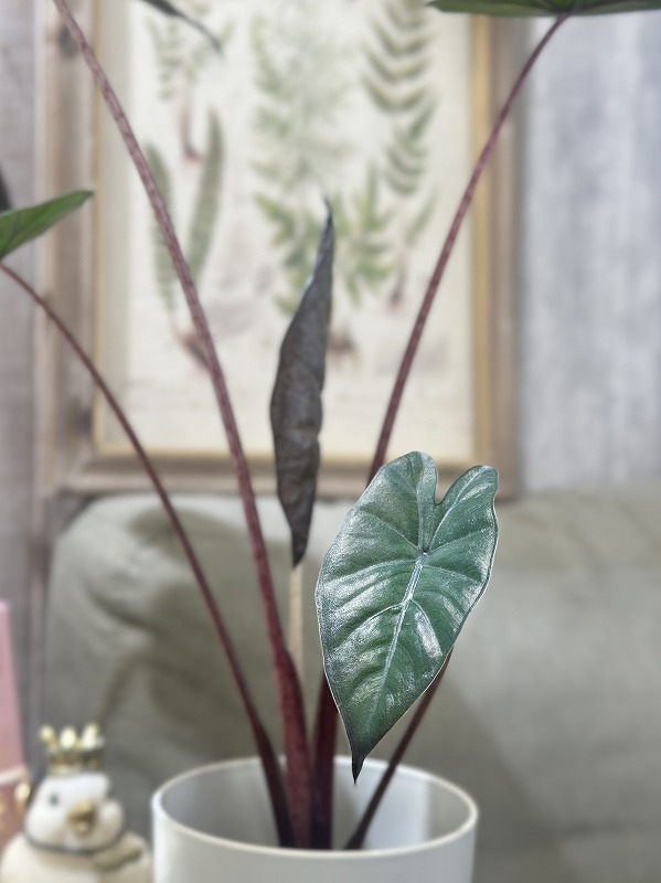 アロカシア ユカタンプリンセス 4号ロング白鉢(個体おまかせ1鉢