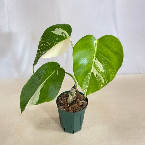 モンステラ ホワイトタイガー 4号スリット鉢 個体D｜芳樹園オンライン