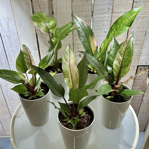 アンスリウム sp. ハイブリッド(斑入り) 4号 タイプA｜芳樹園