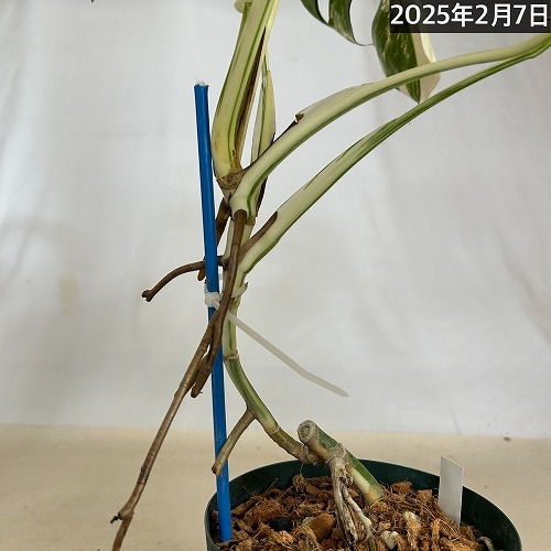 モンステラ ホワイトタイガー 白斑入り 5号 個体5 現品 一点もの