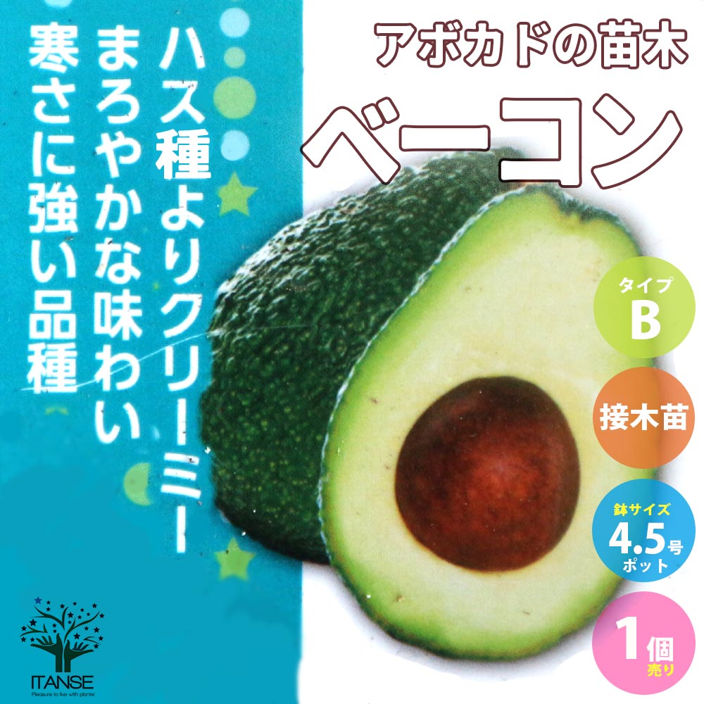 アボカドの苗木 品種：ベーコン(Bタイプ) 【果樹の苗木 13.5cmポット