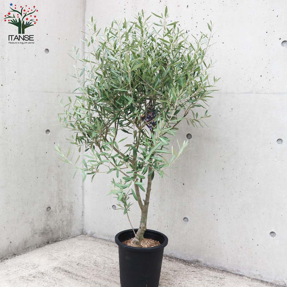 オリーブの苗木 品種：シプレッシーノ【果樹の苗木 8号ポット (幹が