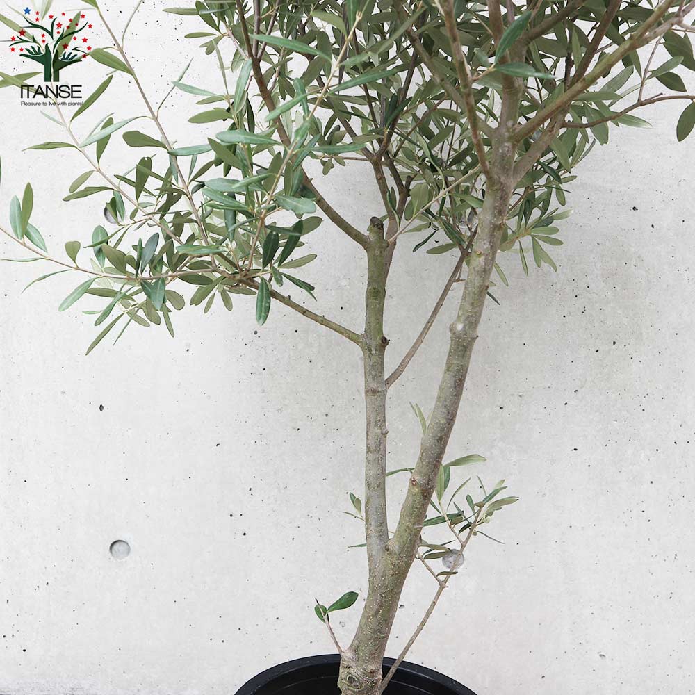 オリーブの苗木 品種：シプレッシーノ【果樹の苗木 8号ポット (幹が