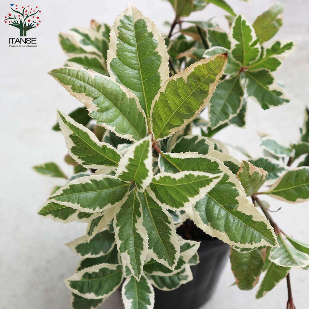 斑入りヤブコウジ【庭木 5号ポット／1個売り】｜ 【植物のITANSE