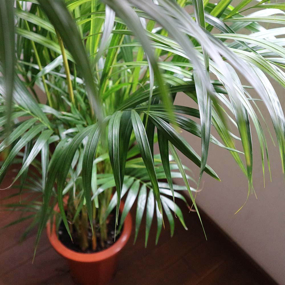 アレカヤシ【大型 観葉植物 8号鉢／1個】｜ 【植物のITANSE
