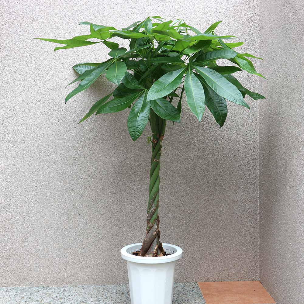 パキラ【大型 観葉植物 8号鉢／1個】｜ 【植物のITANSE】全品