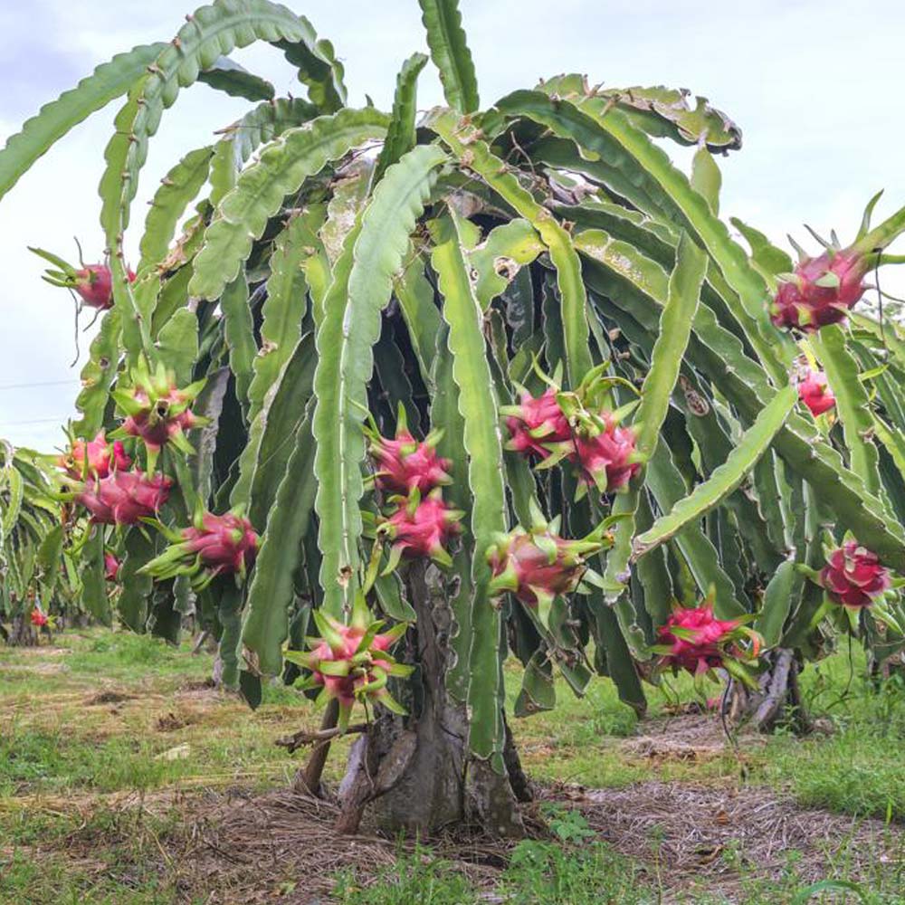 ドラゴンフルーツ 白肉【果樹苗 10.5cmポット】｜ 【植物の